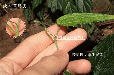 莖攀|臺灣中南部地區藤本植物的攀爬類型